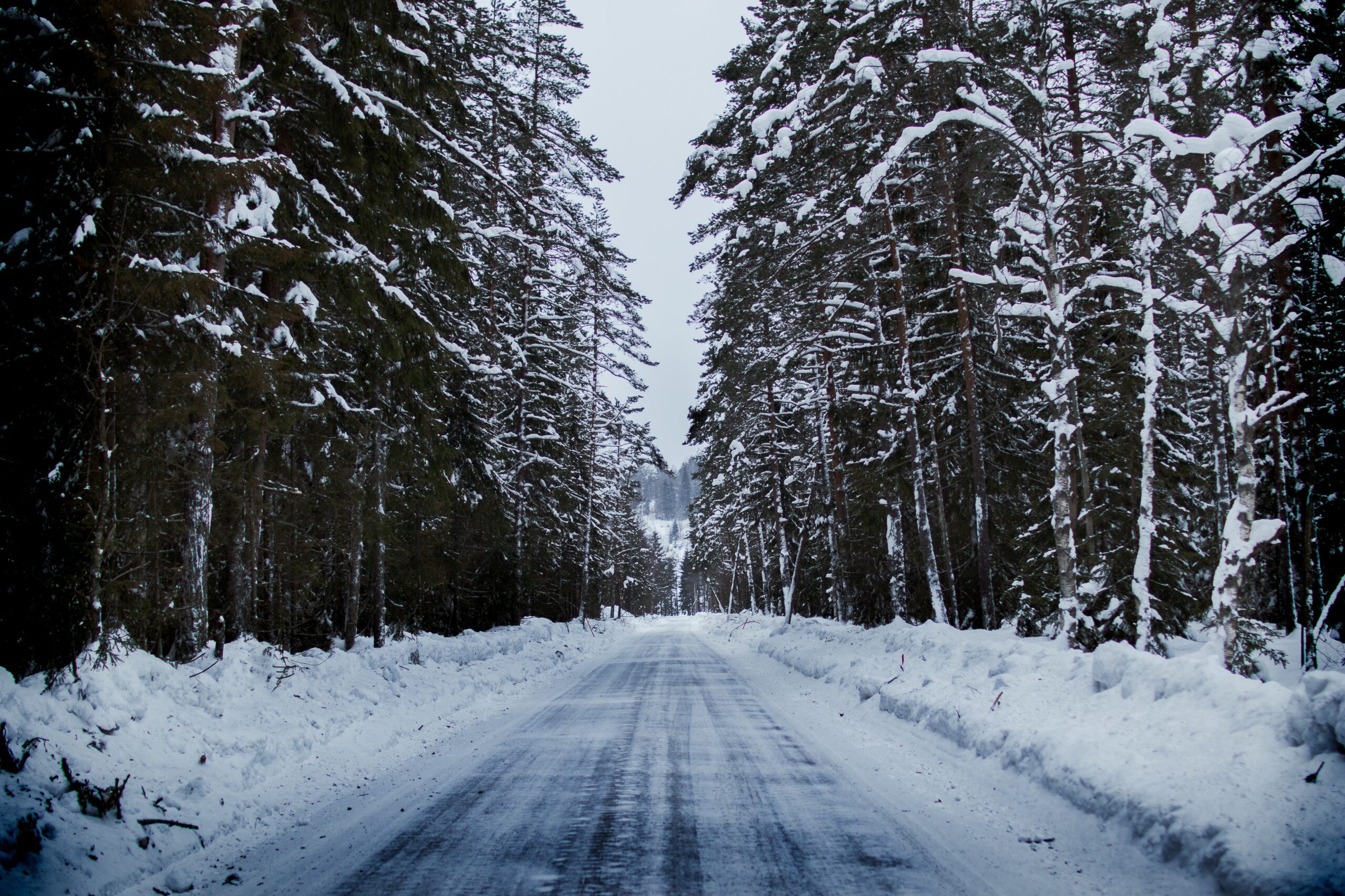 snowy roadway lined with trees
