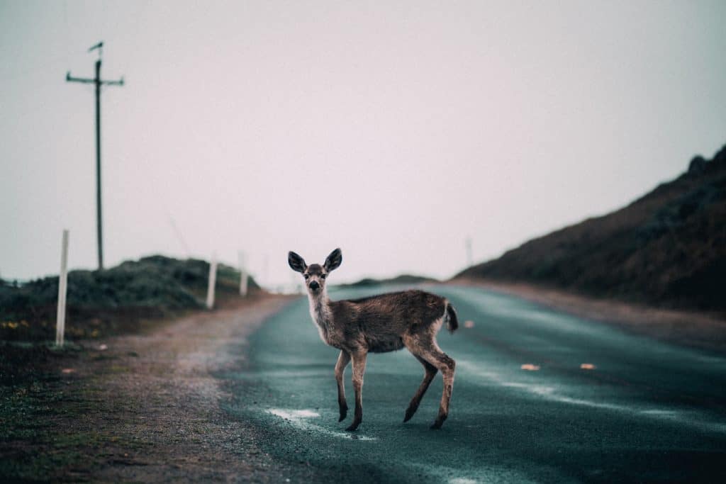 7 Examples of Terrifying Wildlife Car Accidents | Yosha Law Firm