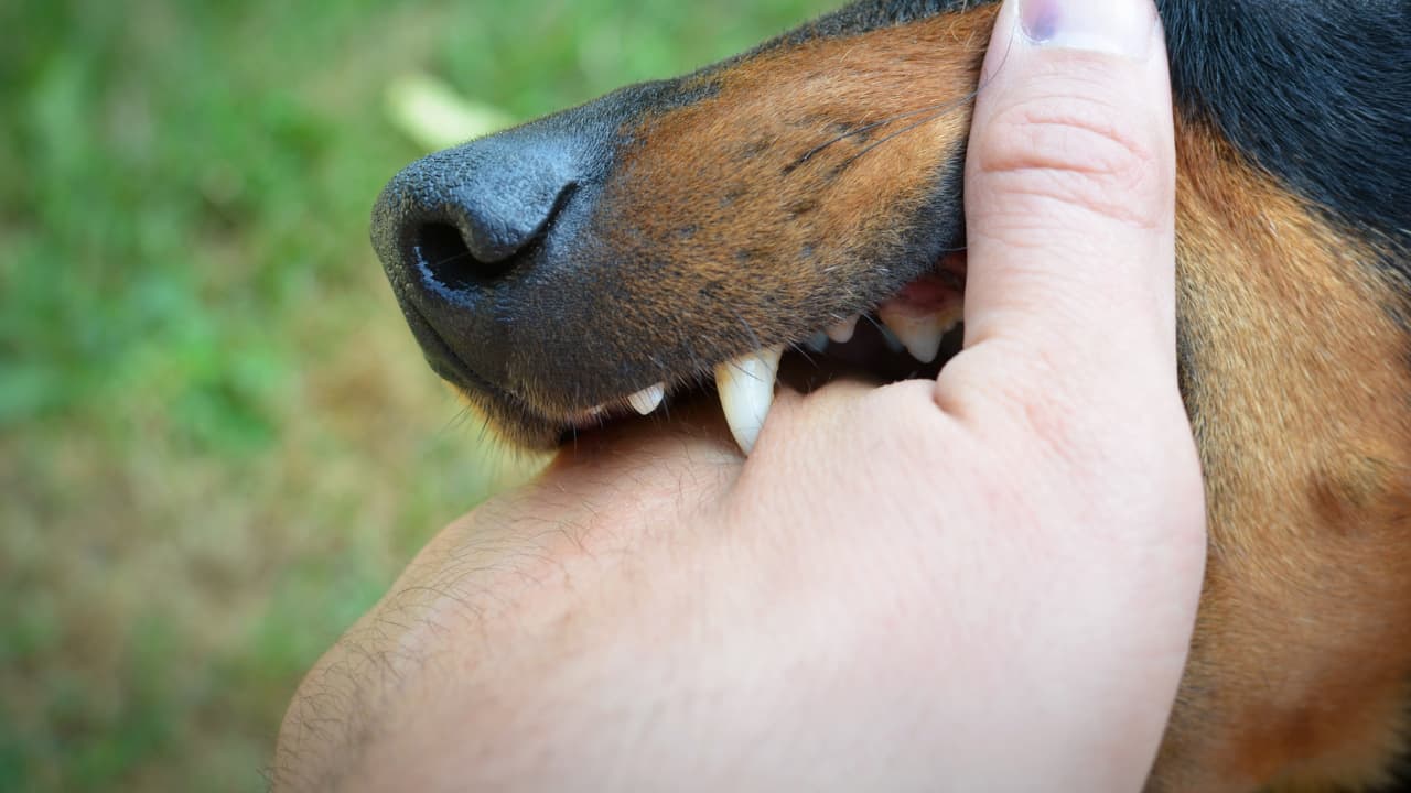 A dangerous dog biting a person's hand.