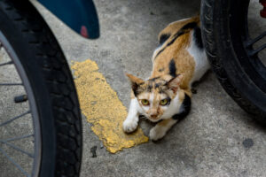 Motorcycle Accident Involving an Animal