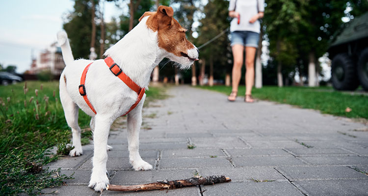 Dog with owner outdoors on a rental property, relevant to Indiana landlord liability for dog bites